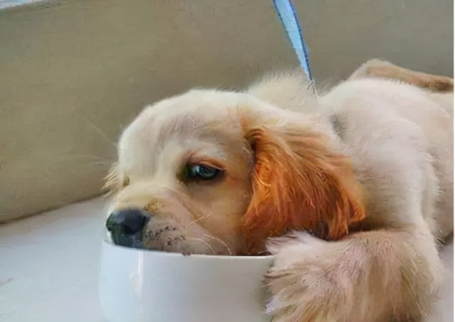 如何解决狗狗呕吐问题?