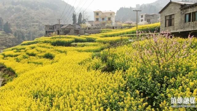 油菜花開成山村致富花