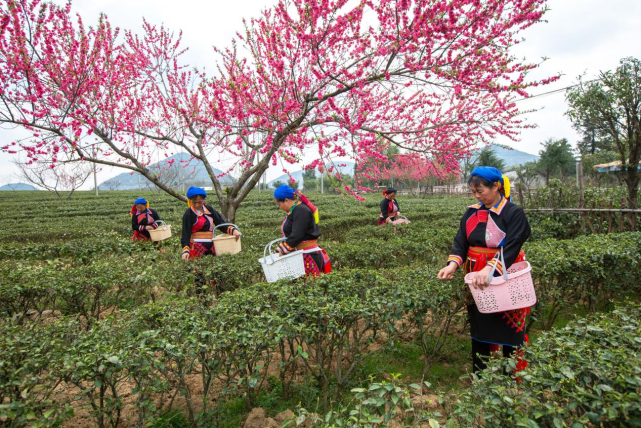 广西桂林:千亩茶园绿 瑶乡采春茶