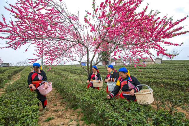 广西桂林:千亩茶园绿 瑶乡采春茶