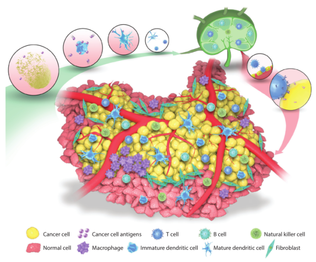 腫瘤微環境(tumor immune microenvironment,tme)在腫瘤發展和異質性