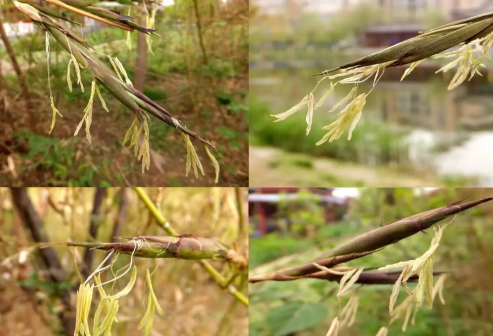 竹子開花必有異象竹子開花真的是災難的前兆