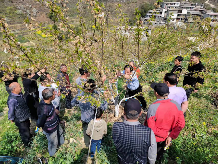 织金县官寨乡:开展樱桃种植管理技能培训活动