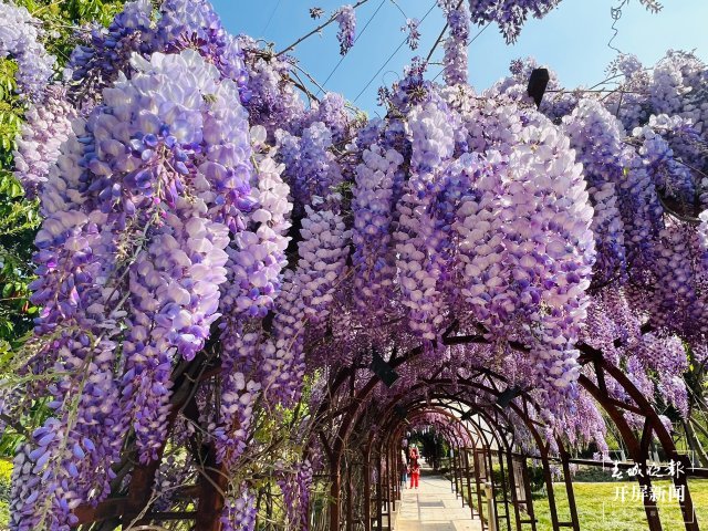 賞春地圖紫色的春天曲靖泰豐公園沾益等地紫藤花開