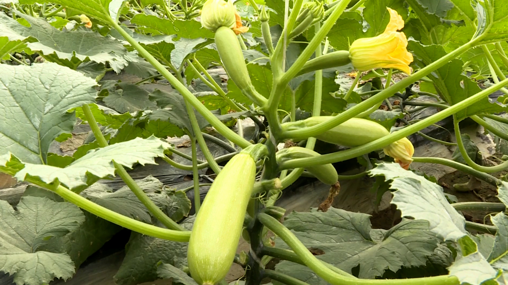 民族乡前进新村大棚种植户陈林林的大棚内生机怏然,西葫芦长势喜人