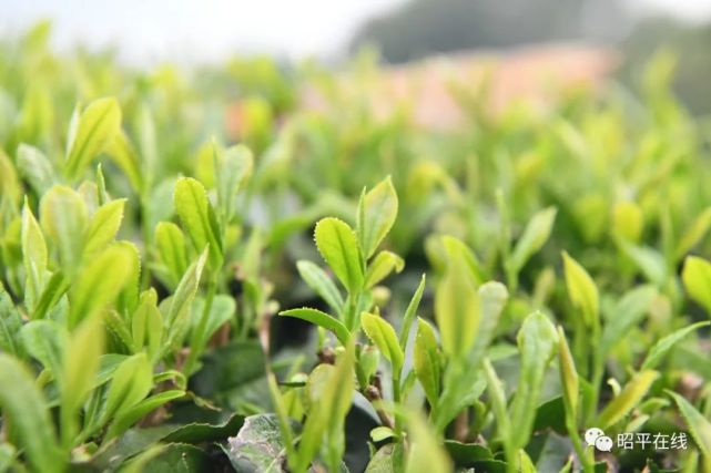 记者:陈伦鹏 李日炜 吴衍宁 陆怡蓉 陆思宇编辑:朱海莹审核:覃兴快