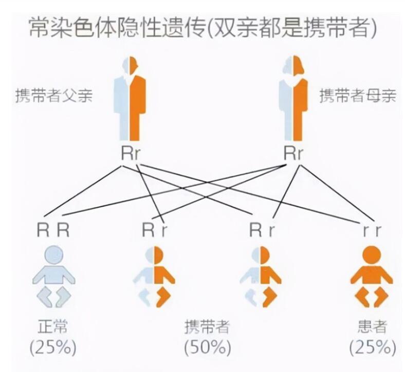 人类禁止近亲繁殖为什么却让狗回交