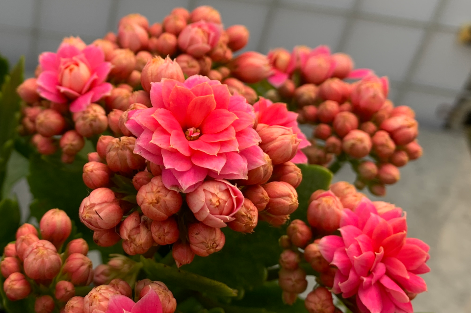 红霞长寿花重瓣粉色玫瑰叶中花品种