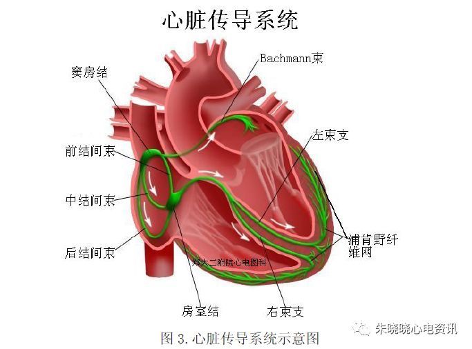 心臟解剖與傳導系統