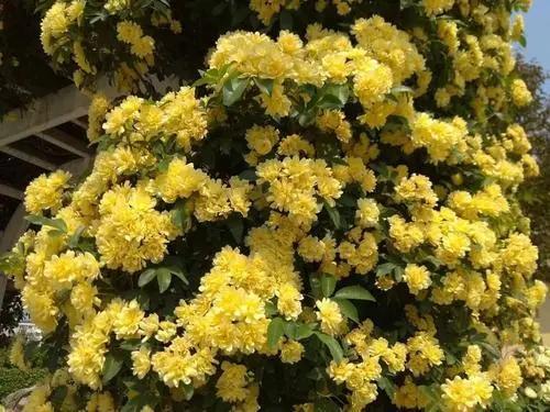 最适合种植在庭院中的花卉品种 满院金黄金黄 你喜欢吗 腾讯新闻