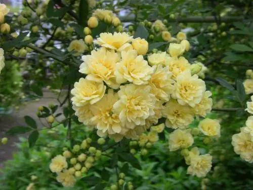 最适合种植在庭院中的花卉品种 满院金黄金黄 你喜欢吗 腾讯新闻