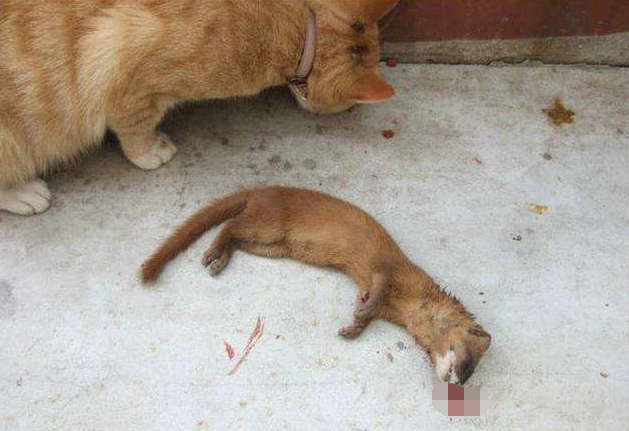 黄鼠狼的天敌(黄鼠狼怎么驱赶)