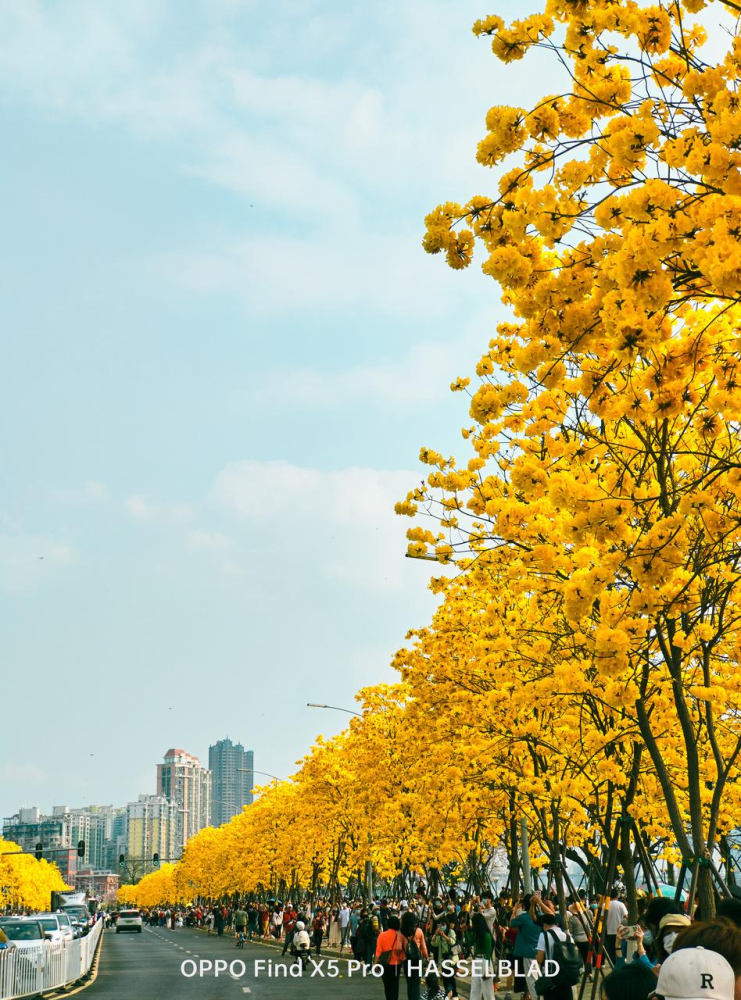 南方別樣的金色春天廣州黃風鈴花盛開快帶上手機打卡這一美景