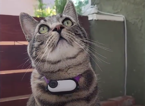 铲屎官非常想知道,就在它脖子上装了一个小型摄像机.