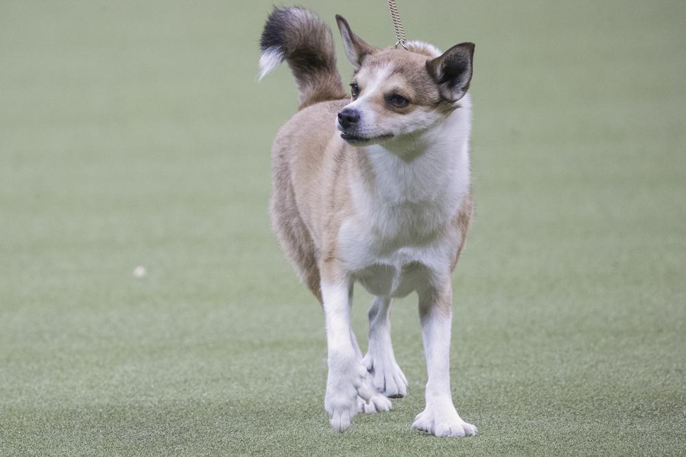 美國養狗協會公佈最受歡迎10大犬種拉布拉多31年蟬聯第一