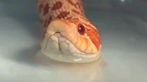 这种呆萌可爱的猪鼻蛇有改变你对蛇类的看法吗