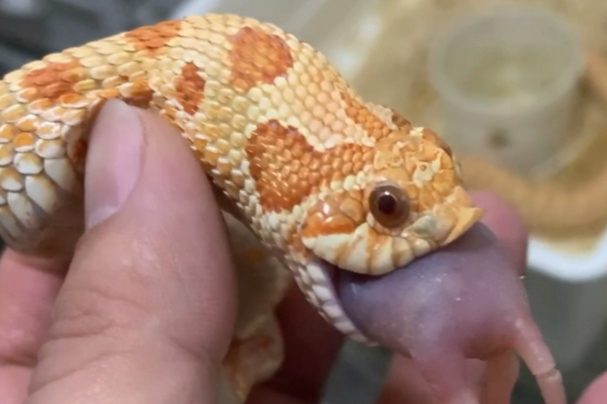 这种呆萌可爱的猪鼻蛇有改变你对蛇类的看法吗