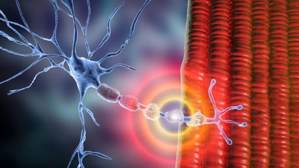 去甲基化圖譜解鎖大腦髓鞘發育再生新機制_騰訊新聞