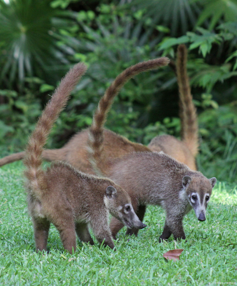 现状和威胁目前白鼻浣熊的分布广泛,适应性比较强,在大部分地区内种群