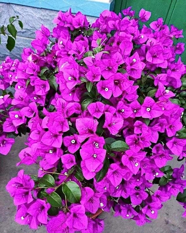 光叶子花,还有紫三角,紫亚兰,三角梅的称号,因为它开放的花朵是紫色的