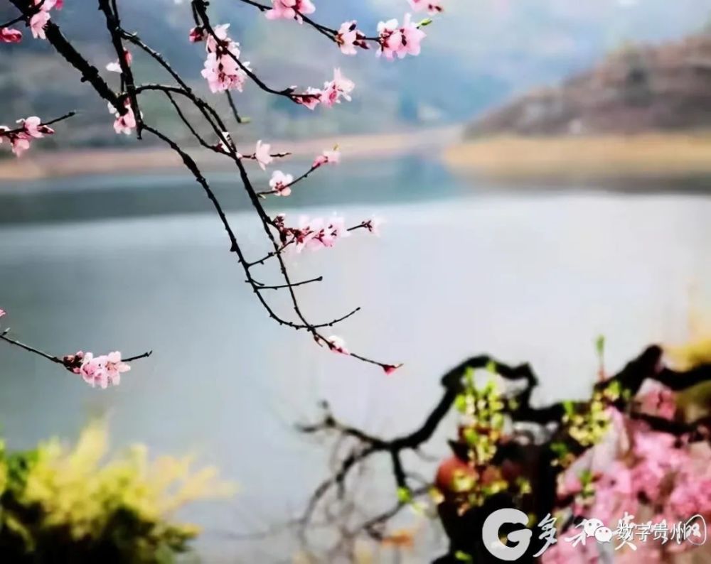 普定 桃花岛 上桃花开 腾讯新闻