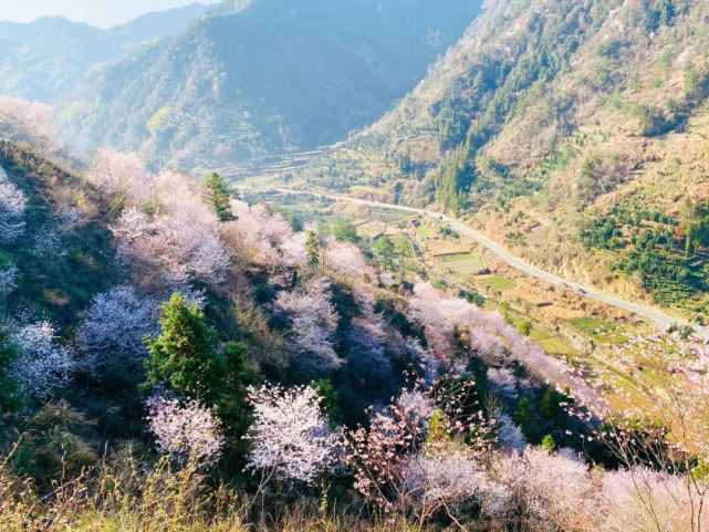 磐安的野樱花开了!