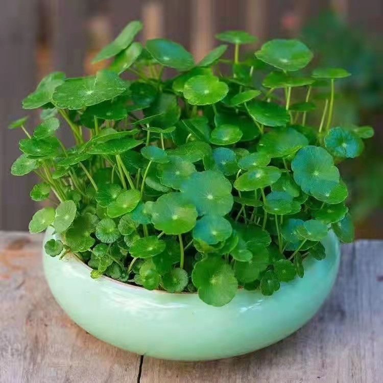 铜钱草的养殖方法,你学到了吗_腾讯新闻