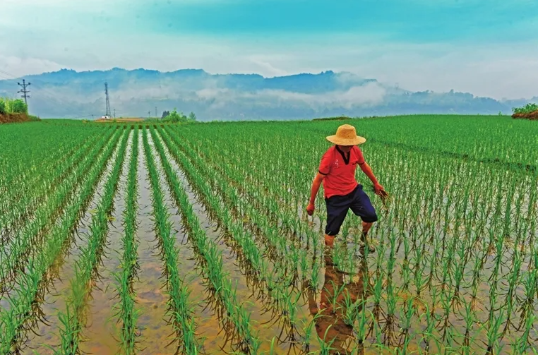 唐晓艳拒绝国外高薪招揽独家研发洁田稻让稻田杂草不生