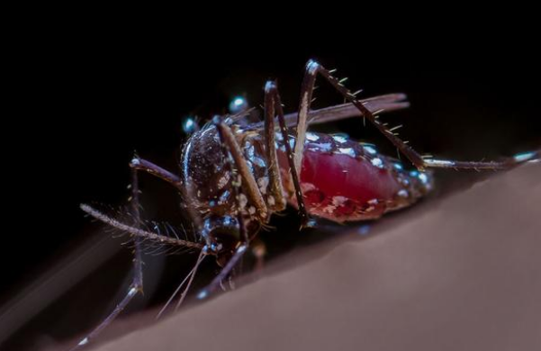 美方有意放出24亿只变异蚊子,人类成实验对象