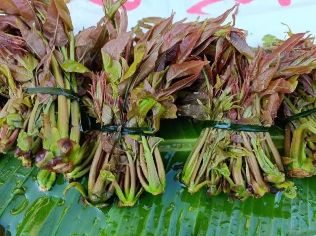 春天的味道 景東山茅野菜上市啦