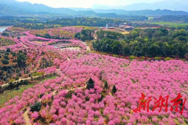 图集丨又到樱花烂漫时常宁万株樱花唯美绽放