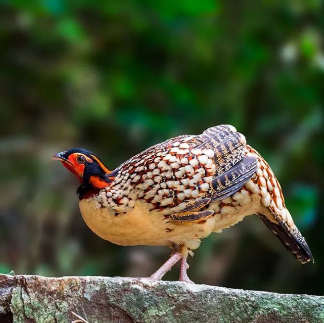 鳥鳴八閩|福建省國家重點保護鳥類(一)