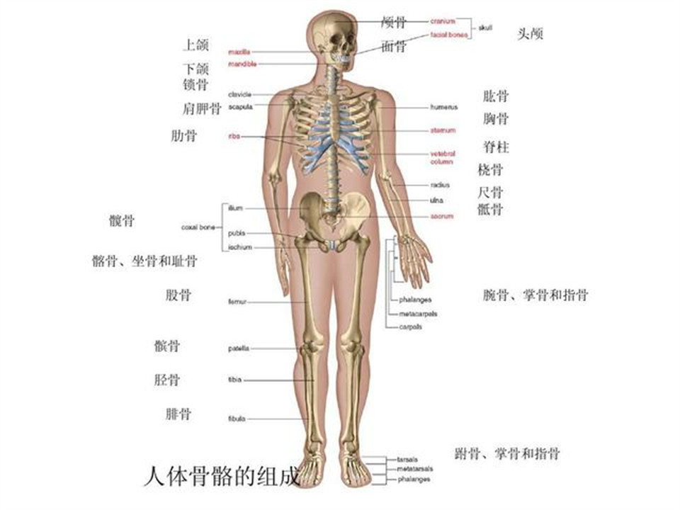 人体共有206块骨头中国人却普遍只有204块少的两块去哪里了