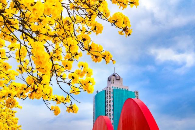 多图预警开平美爆了花海就在你身边