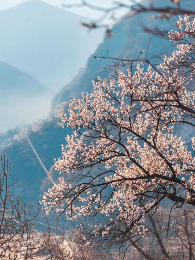 山澗流水,枝上雀鳥…與此同時,山下正是一幅