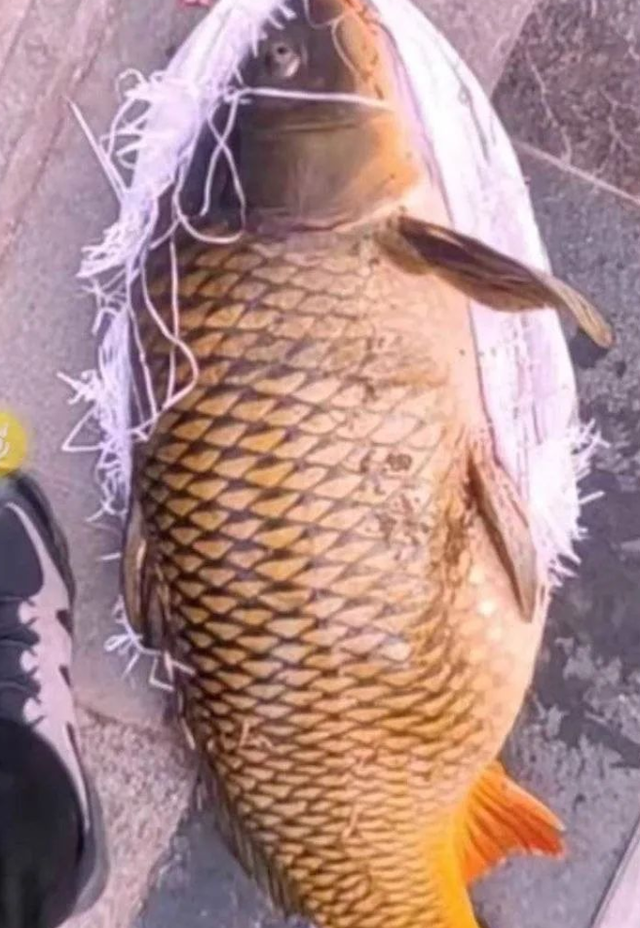 男子偷钓大明湖20多斤重的胖鲤鱼警方依法拘13天