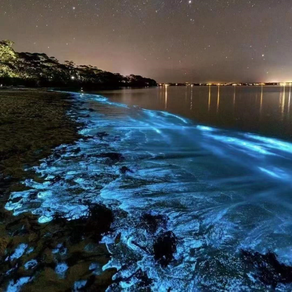 刷屏了湛江的蓝眼泪连央媒也被惊动了