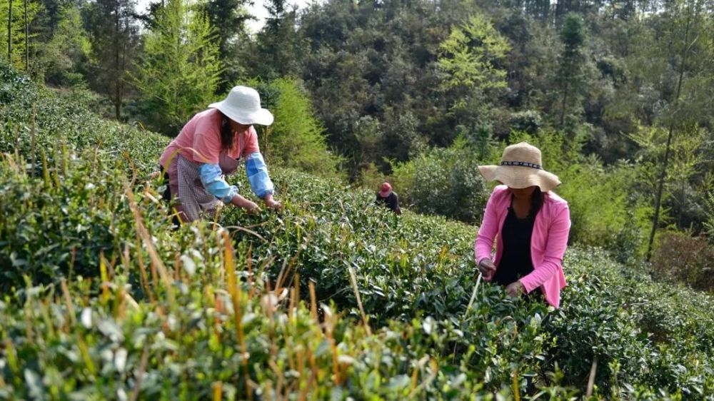 貴州茗品源生態農業科技開發有限責任公司法人施波說: