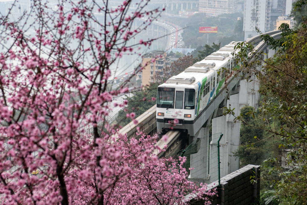 社会重庆的春天美到出圈