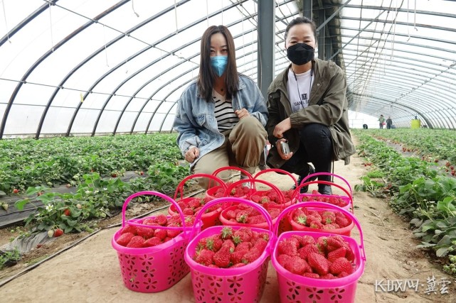 高清组图:春日草莓红,香甜引客来|栾城区|冀云|石家庄|贾宏博