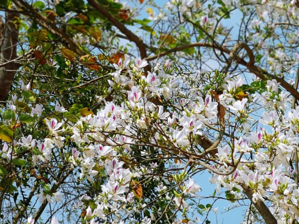 等你相遇白花万亩老白花,学名白花羊蹄甲,白花洋紫荆,有的地方也称玉