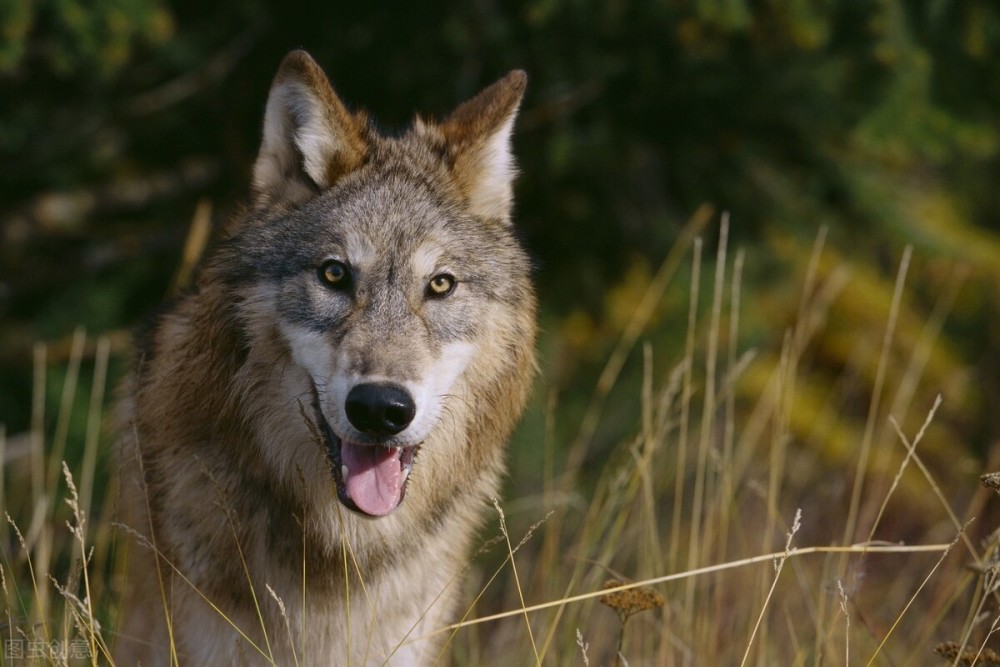 如果想要成为狼王这些经历并不可少太真实了