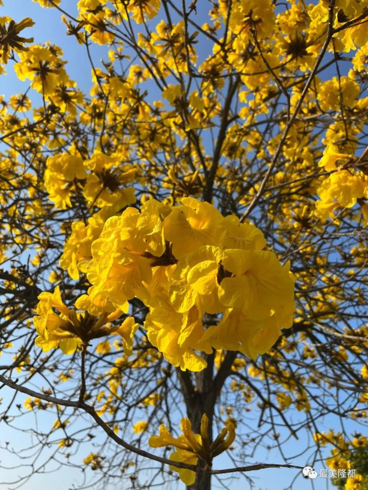 花期短,抓紧看_腾讯新闻