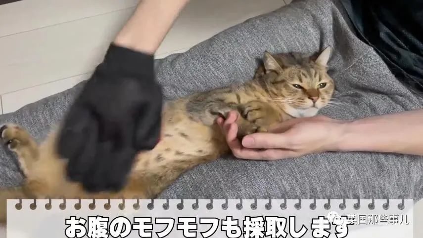 手拿拖鞋打猫的图图片