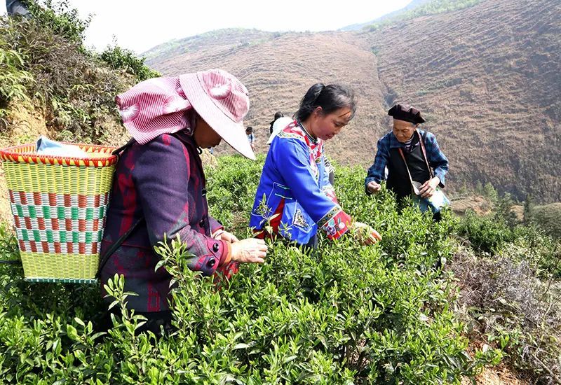 关岭坡贡镇昔日荒山今披绿茶业兴旺村民富