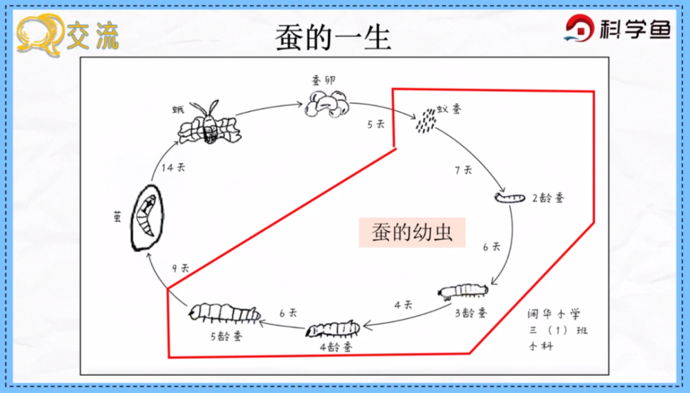 三年级下《蚕的一生|科学鱼网课_腾讯新闻