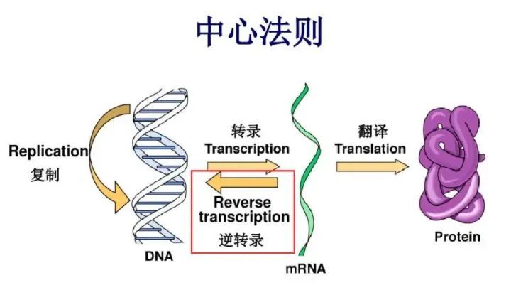 就是中心法则里面重要的那个反向箭头,弥补了中心法则的缺陷,在开始