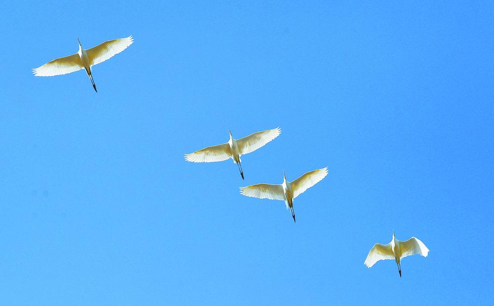 一行白鹭上高原_腾讯新闻