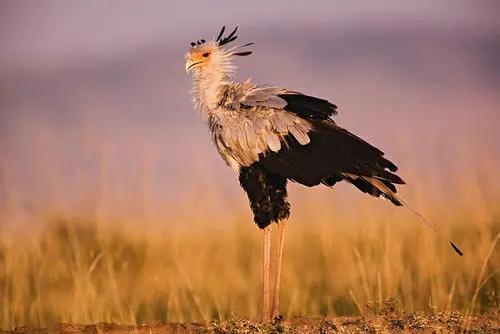 哪些動物是毒蛇的天敵它們靠什麼方式殺死蛇