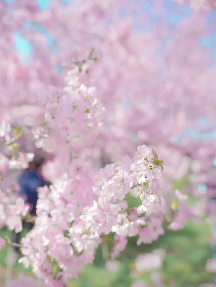 “真的想邀请总书记来看一下武汉的樱花”远东航空公司图片